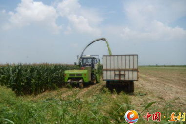 多措并舉備足“冬糧” 縣畜牧局積極推進(jìn)青貯飼料儲(chǔ)備與銷(xiāo)售工作