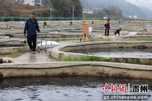 鱘魚(yú)躍動(dòng)務(wù)川溪 產(chǎn)業(yè)興旺促振興——看務(wù)川如何以特色養(yǎng)殖與配套服務(wù)激活鄉(xiāng)村經(jīng)濟(jì)