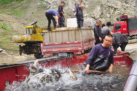 三板溪庫(kù)區(qū)碼頭 漁業(yè)與飼料銷(xiāo)售的雙重繁榮